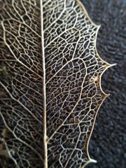 Leaf architecture; Maytenus cf. mulleri, Celastraceae; Atlantic Forest s.l.; Mixed Forest	