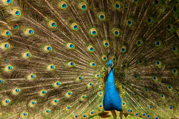 Obraz premium Samiec pawia, Pavo cristatus, skaczący z pełnymi piórami ogona