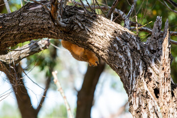 Obraz premium squirrel on the tree 
