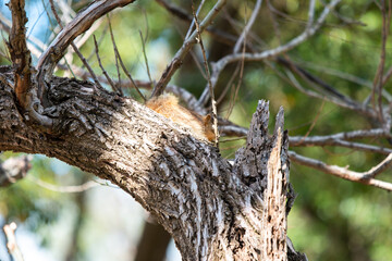 Obraz premium squirrel on the tree 