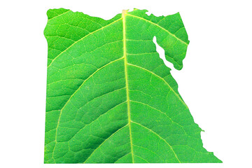 Map of Egypt in green leaf texture on a white isolated background. Ecology, climate concept., 3d illustration