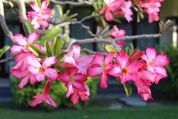Obraz premium pink cherry blossom