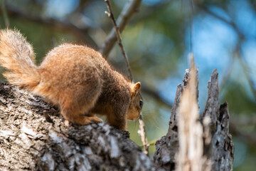 Obraz premium squirrel on the tree 