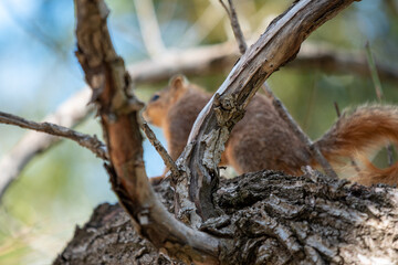 squirrel on the tree  