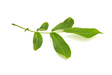 Walnut tree leaf isolated on white background