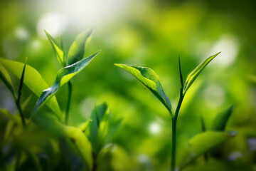 Fresh green tea buds and leaves from a tea garden at India