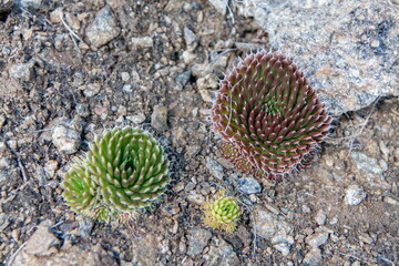 Siberian cactus thorny Miner is a succulent plant growing wild in Siberia on mountain and steppe...