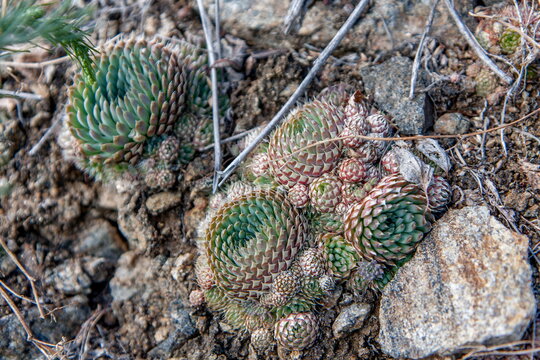 Siberian cactus thorny Miner is a succulent plant growing wild in Siberia on mountain and steppe hills.