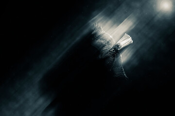 Flying bird. Buzzard. Dark background. 