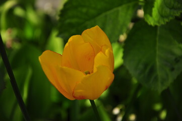 yellow tulip in the garden