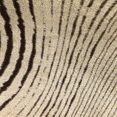 Leopard print. Vector seamless pattern. Animal skin background  spots on beige backdrop. Abstract exotic jungle texture. Repeat design for decor, fabric, textile, wallpapers, cloth