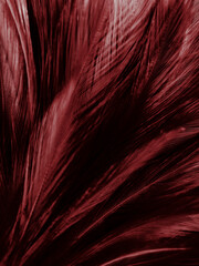 Beautiful abstract pastel pink feathers on dark background, red feather frame texture on pink background, dark feather, black banners