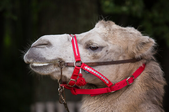 Closeup portrait of cute camel with red harness looking at thr camera