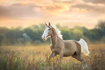 Cream horse in motion  at sunset light