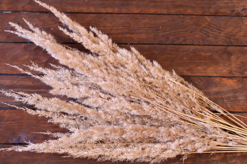 dry grass in the wind