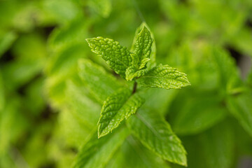 Mint plant grow at vegetable garden. Ecology natural creative concept. Top view nature background with spearmint herbs.