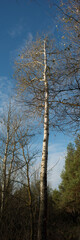 tall tree with fallen leaves against the sky. Autumn season.