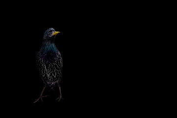 Bird. Darkness artistic background. Starling. 