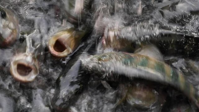 Feeding snack to large quantity of aggressive Mayaheros urophthalmus (Cichlasoma urophthalmum), also known as the Mayan Cichlid or Mexican mojarra.