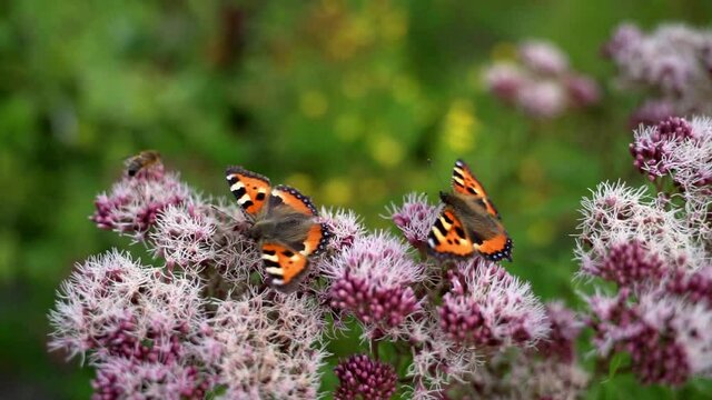 Two butterflies looking for pollen on a purple oregano plant in a field of flowers. Close-up.