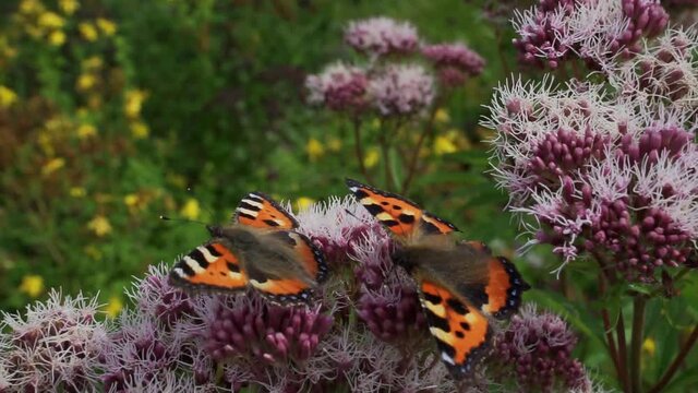 Two butterflies looking for pollen on a purple oregano plant in a field of flowers. Close-up.