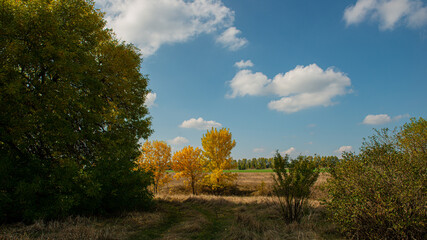 Fototapeta premium Trees with yellow foliage in a meadow on a sunny day.