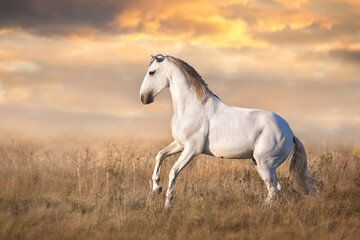 Obraz na płótnie Canvas Iberian horse in motion at sunset light