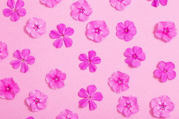 Fototapeta na wymiar phlox flowers on pink paper background