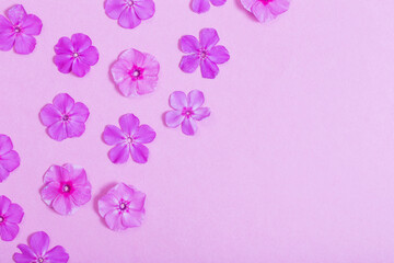 Fototapeta na wymiar phlox flowers on violet paper background
