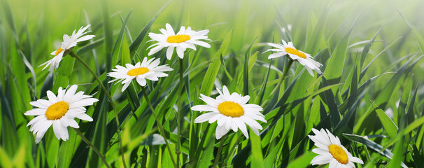 Fototapeta premium White camomile flower on blur green grass horizontal background.