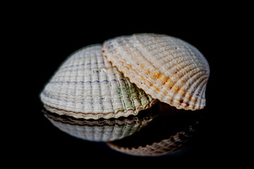 Shells on black background