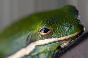 green tree frog on door
