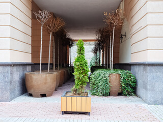 Thuja in the center and clipped trees on the sides in large pots stand along the wall under the aisle of the building