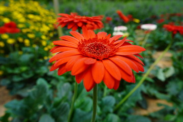 red gerber daisy