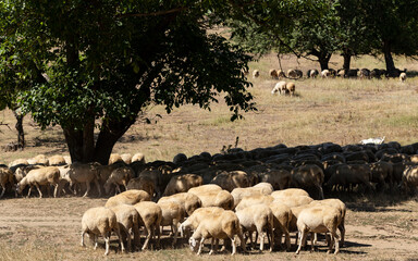 A herd of goats and sheep. Animals graze in the meadow. Pastures of Europe.