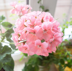 light pink geranium flower on the window sill