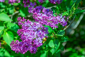 Obraz premium Beautiful blooming lilac bush branches with bright purple flowers and green leaves. Spring nature.