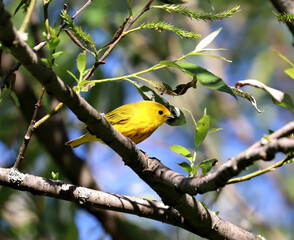 Yellow Warbler brightening up the trees