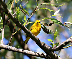 Yellow Warbler brightening up the trees