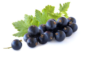 Black currant with leaves isolated on a white