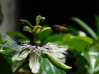 black and white butterfly