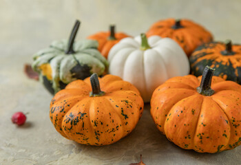 Creative autumn composition. pumpkins on a colored background with copy space. concept of harvest, thanksgiving, Halloween, invitation cards.