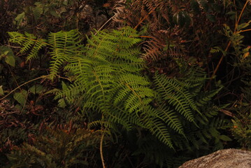 fern in the forest