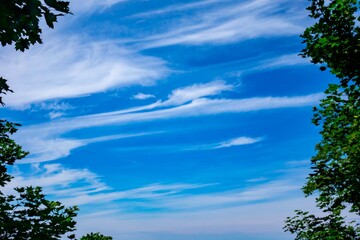 striations of cirrus cloud lines  and pattern behind tree branches in circular composition
