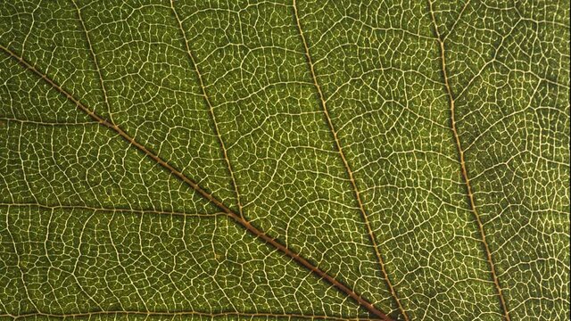 leaf texture macro video. green leaf drying timelapse. nature background and ecology concept. environmental problems, drought, global warming, climate change