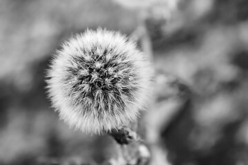 Close view of seedhead of the dandelion