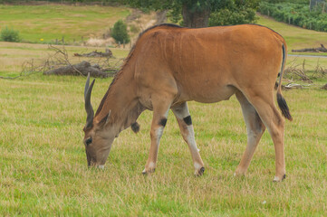 Obraz na płótnie Canvas Antelope