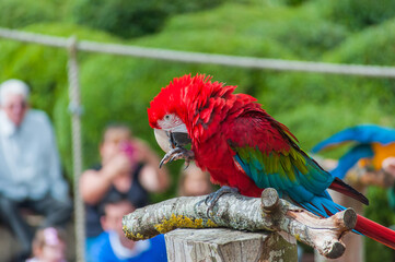 red and yellow macaw