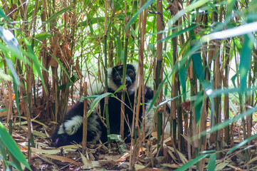zoo