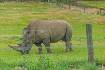 rhino in the zoo